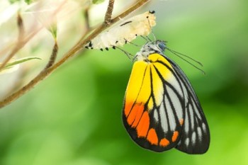 50957377 - beautiful butterfly emerges from a cocoon